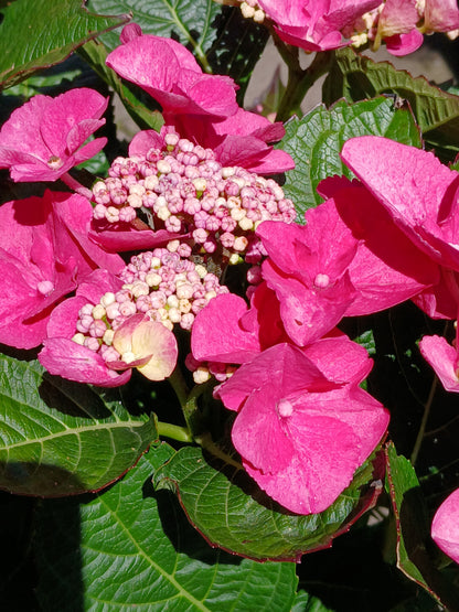 Hydrangea Lacecap / P23 (5 LTR)