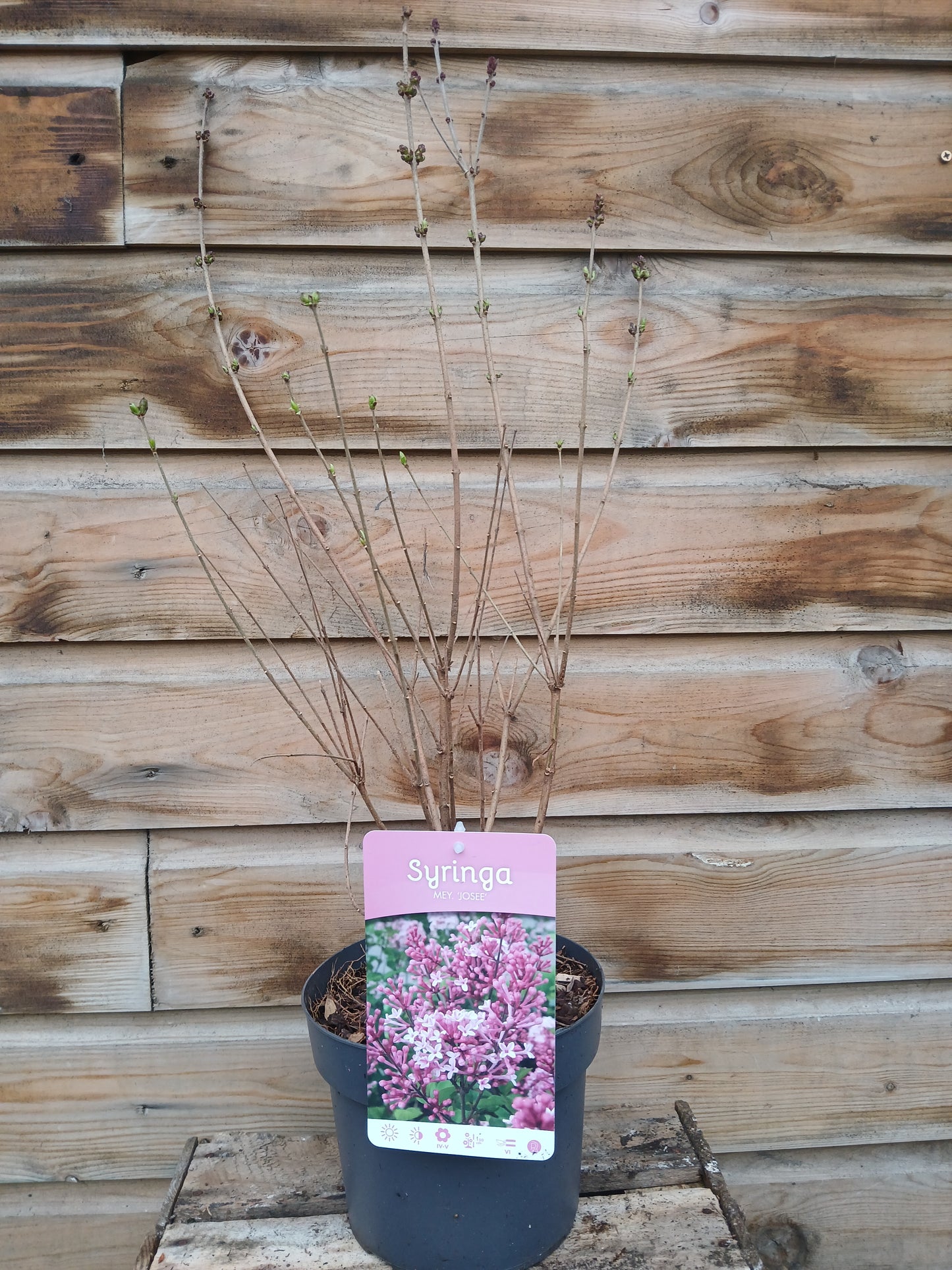 Syringa in varieties / P19 (3 Ltr)