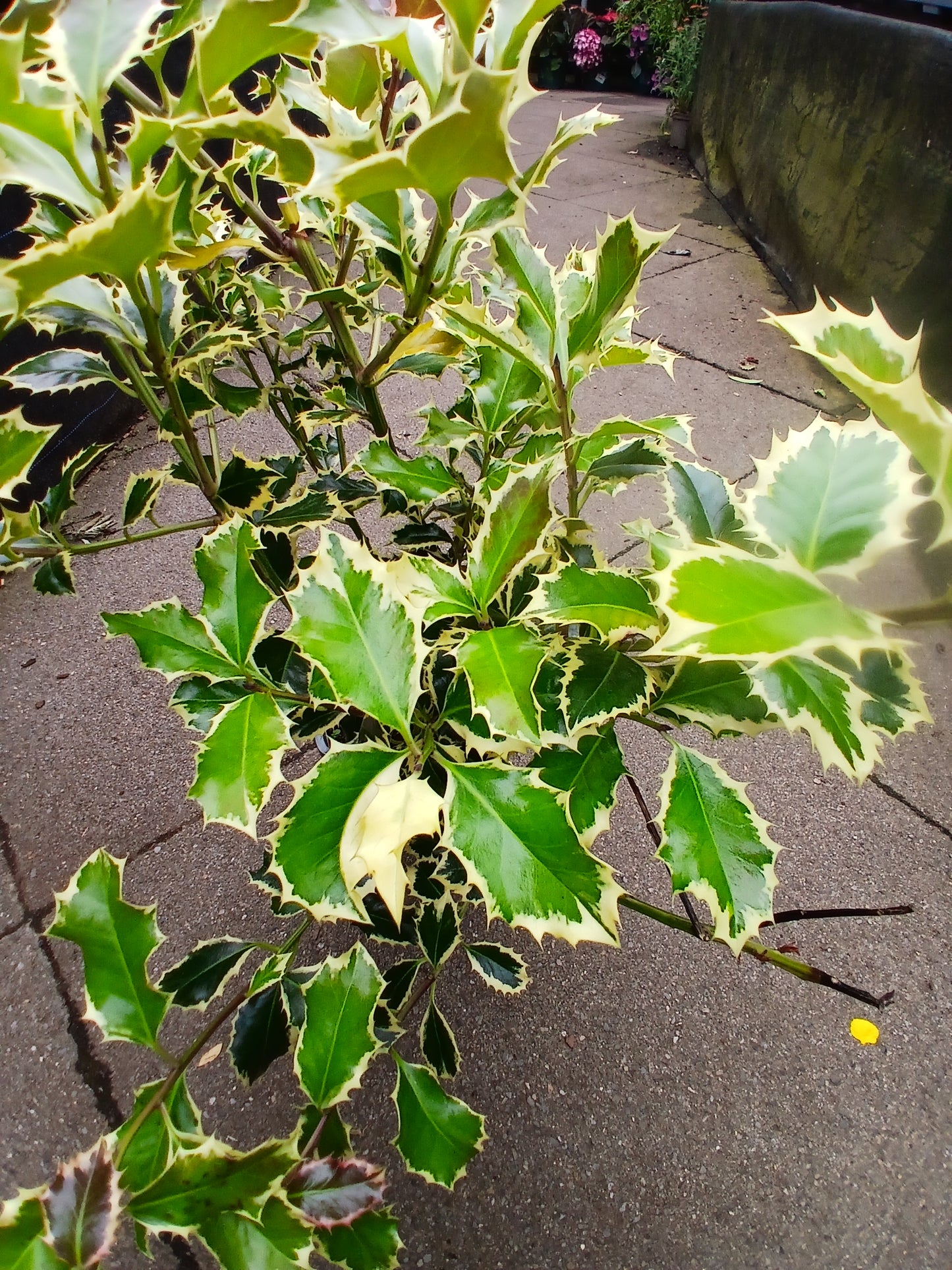 Ilex aquif. Argentea marginata / 2ltr