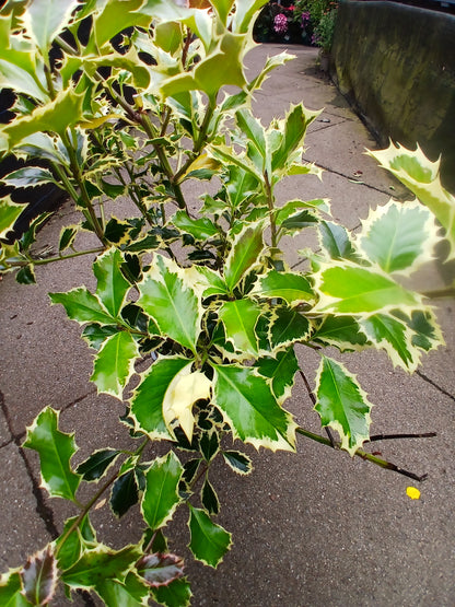 Ilex aquif. Argentea marginata / 2ltr