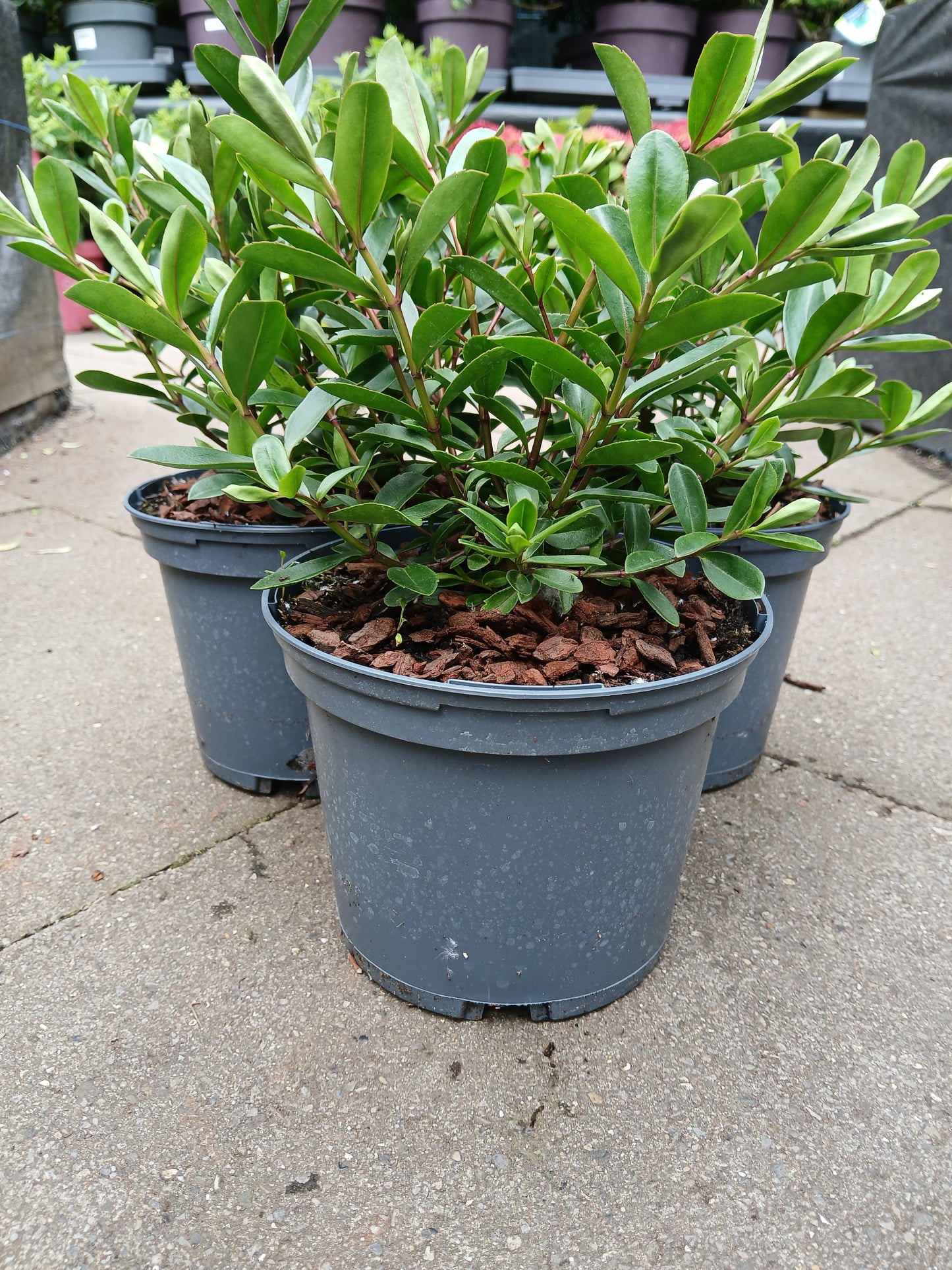 HEBE Inspiration / 2 Litre