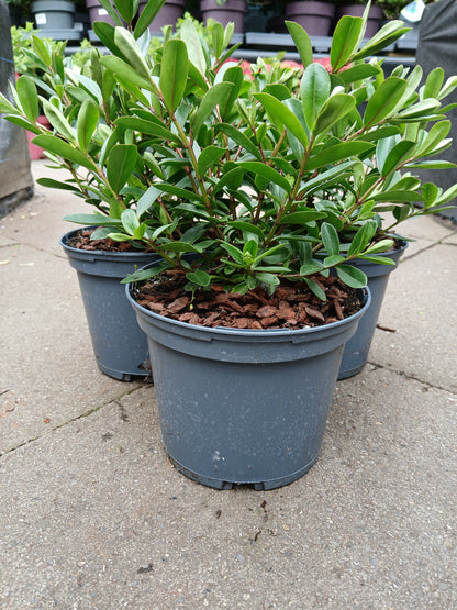 HEBE Inspiration / 2 Litre