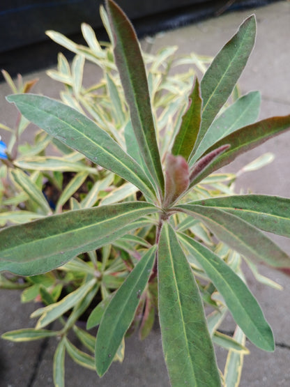 Euphorbia 'Ascot Rainbow' / 5.0-litre container