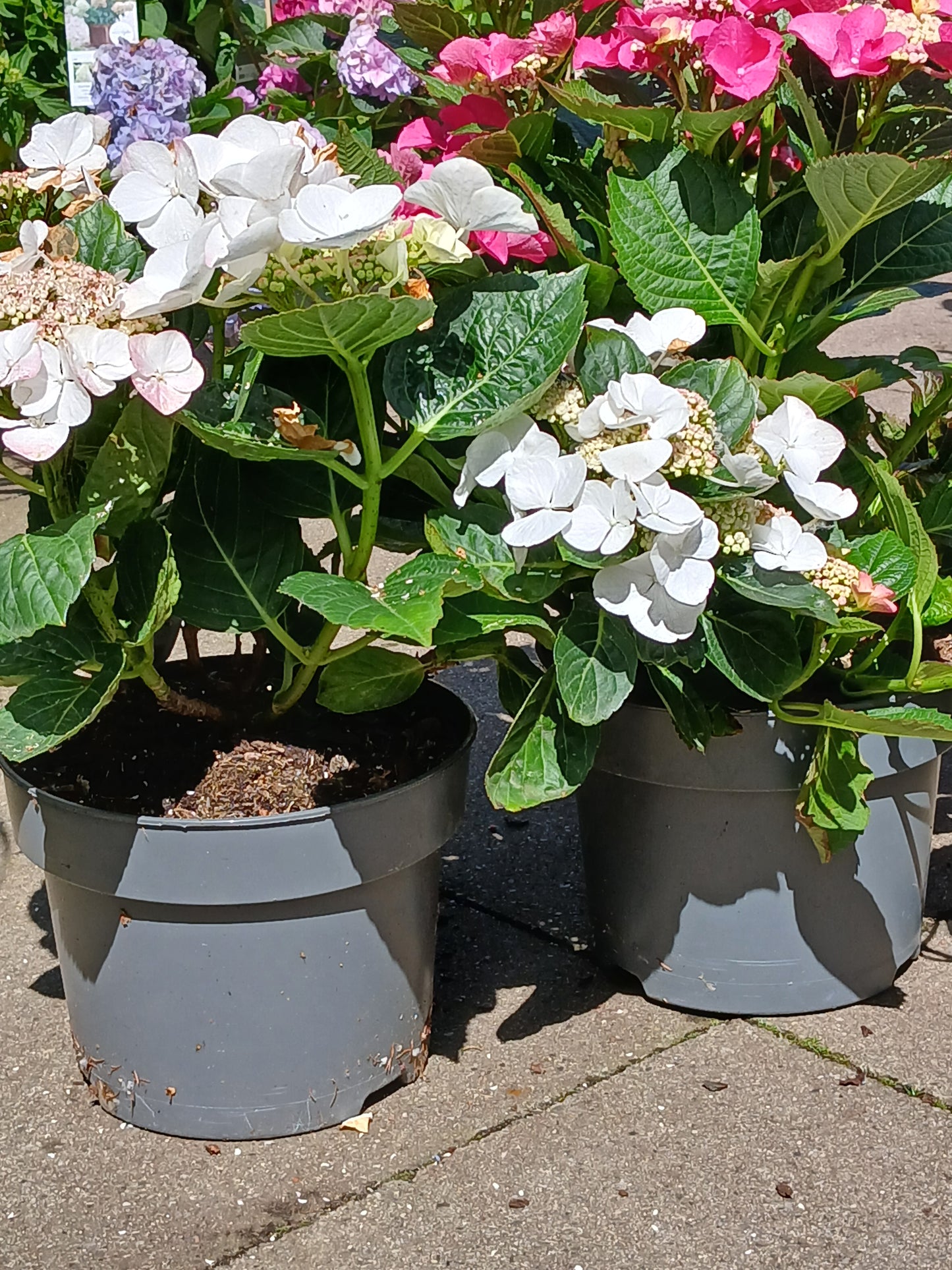 Hydrangea Lacecap / P23 (5 LTR)