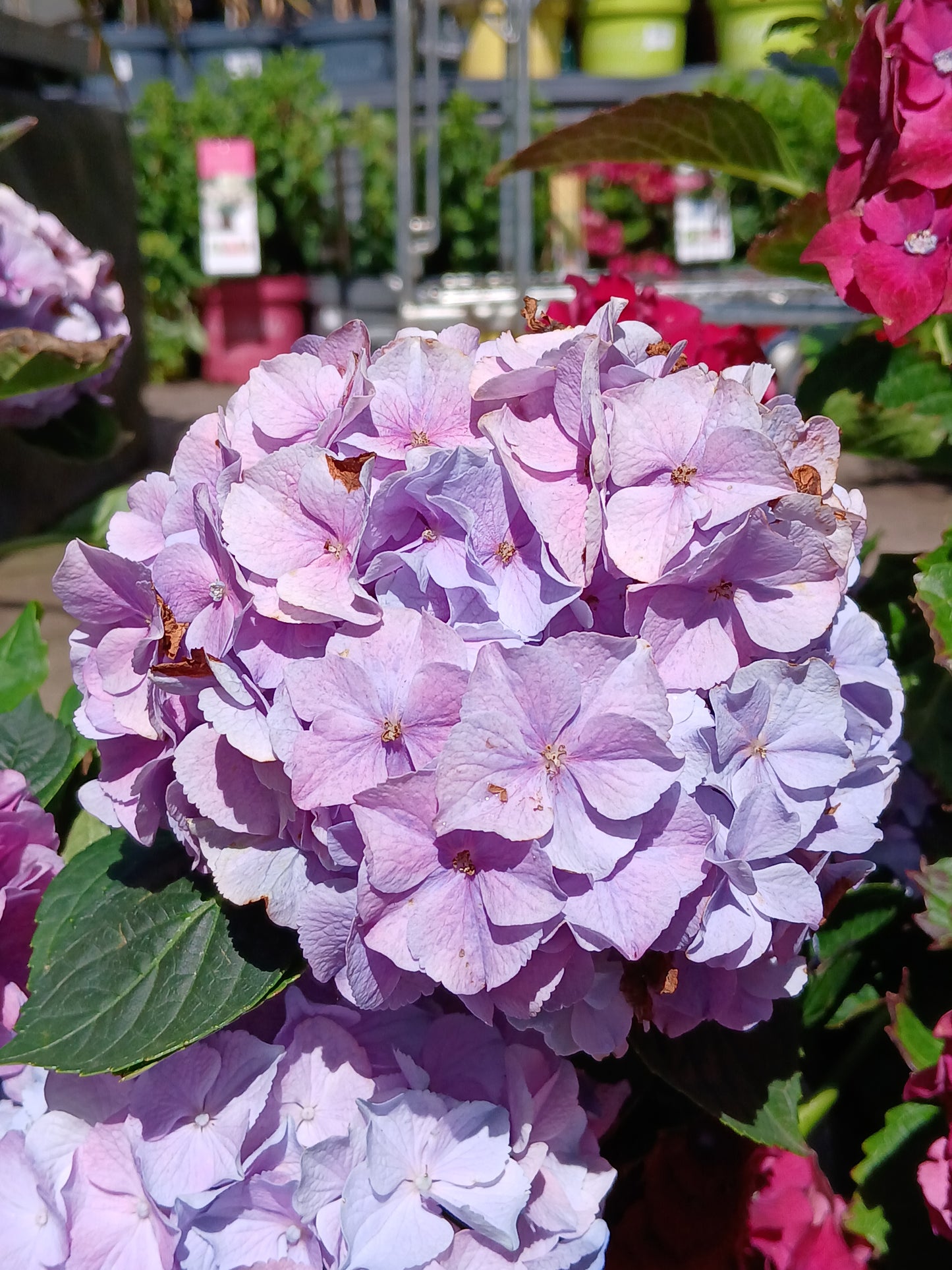 Hydrangea macrophylla mix / 5 Ltr pot