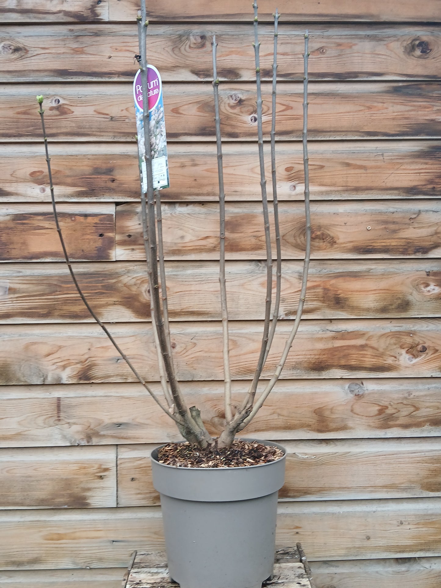 Syringa in varieties / P29 (10 Ltr)