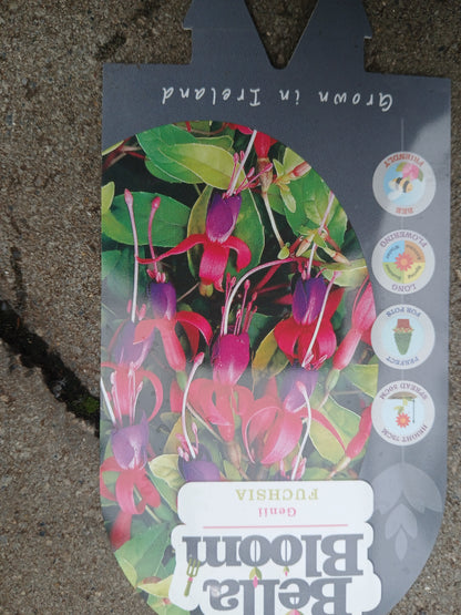 FUCHSIA Genii / 2 Litre