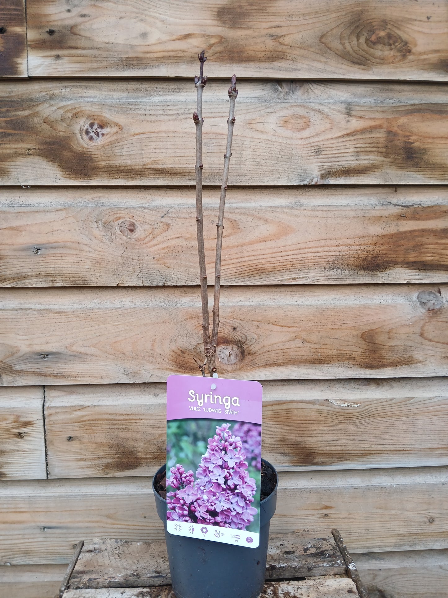Syringa Vulgaris Mix / P15 - 45cm