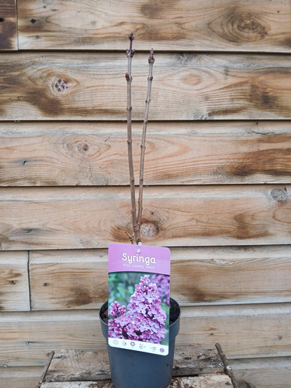 Syringa Vulgaris Mix / P15 - 45cm