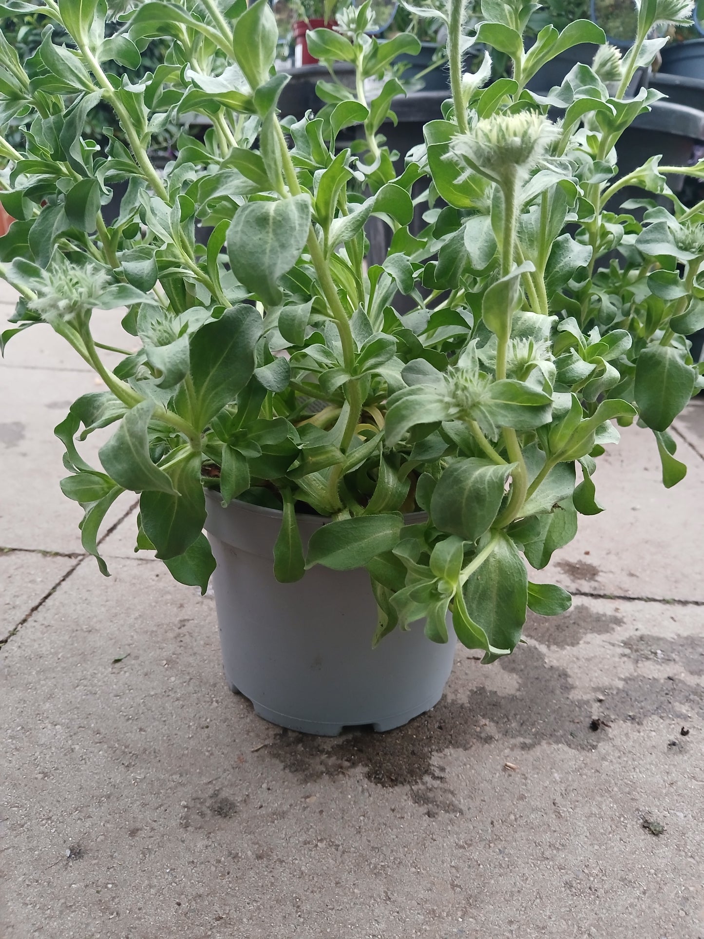 Erigeron Sea Breeze Mauve / 3 lt.