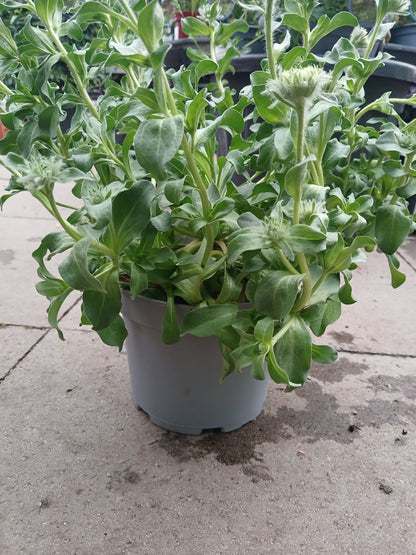 Erigeron Sea Breeze Mauve / 3 lt.