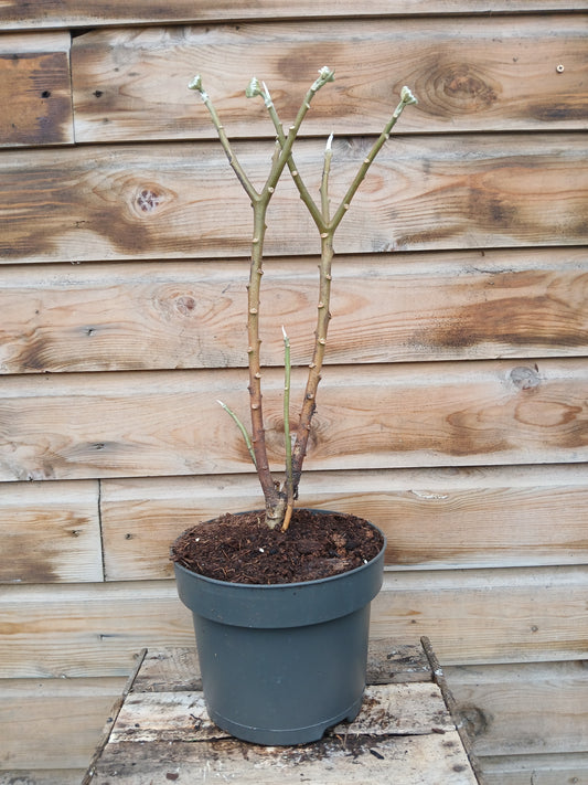 Edgeworthia chrysantha Grandiflora / 5L / 23Cm