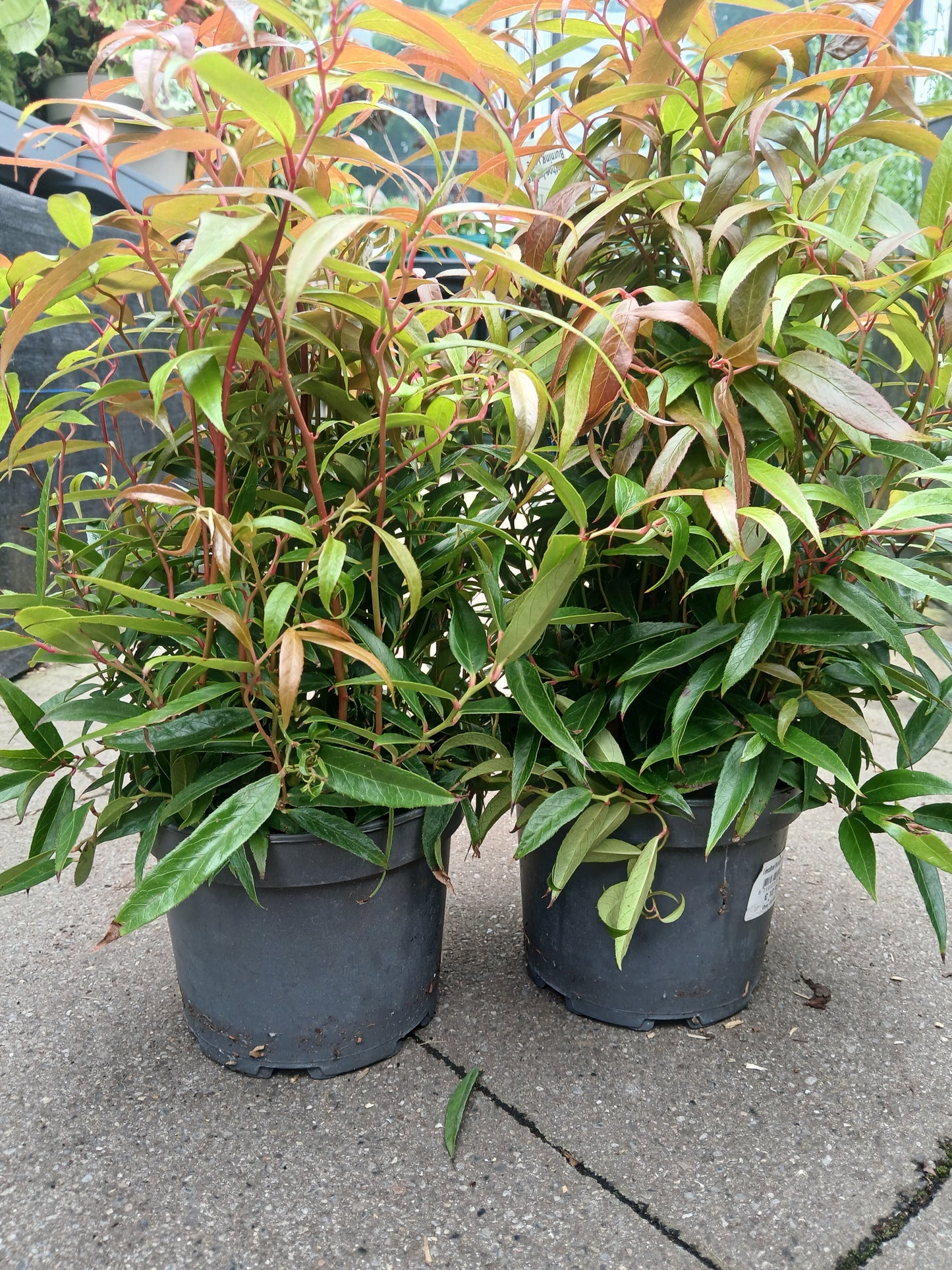 Leucothoe Burning Love / 2ltr