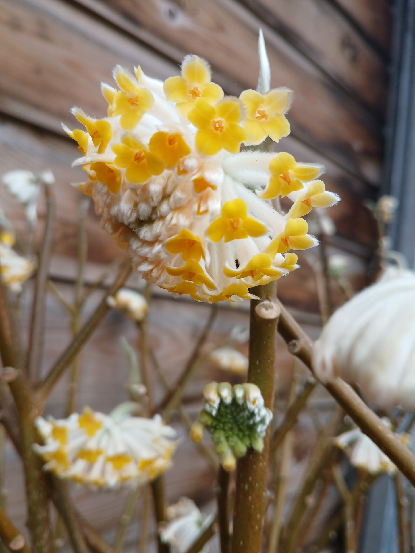 Edgeworthia chrys. Grandiflora / C20