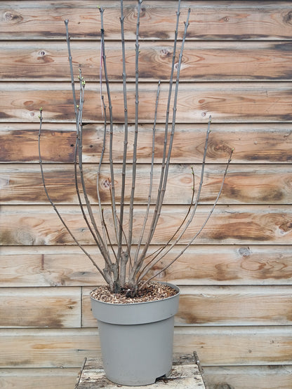 Syringa in varieties / P29 (10 Ltr)