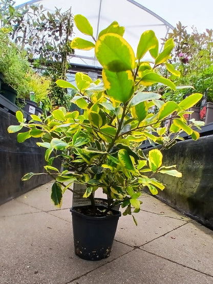 Ilex altacl. Golden King / 2L