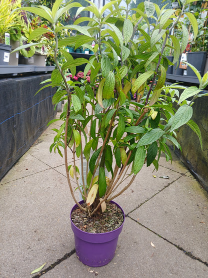 Rostrinucula dependens / C3-STRUIK