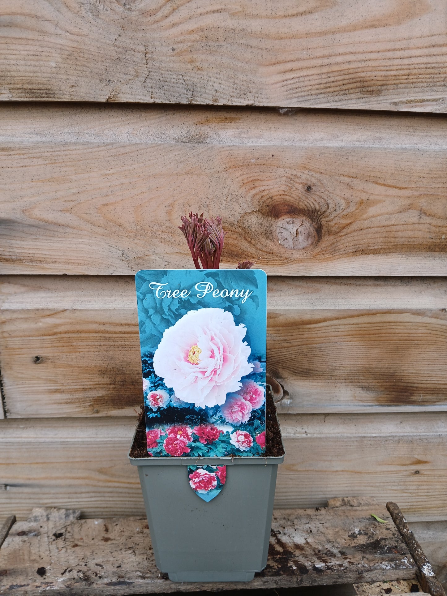 Paeonia suf. Chinese / P11