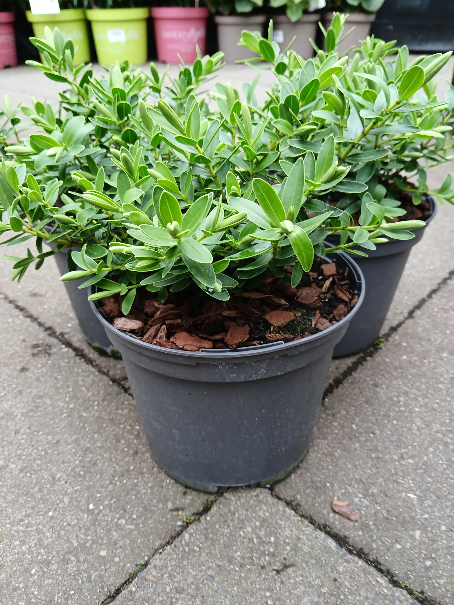 HEBE Wiri Mist / 2 Litre