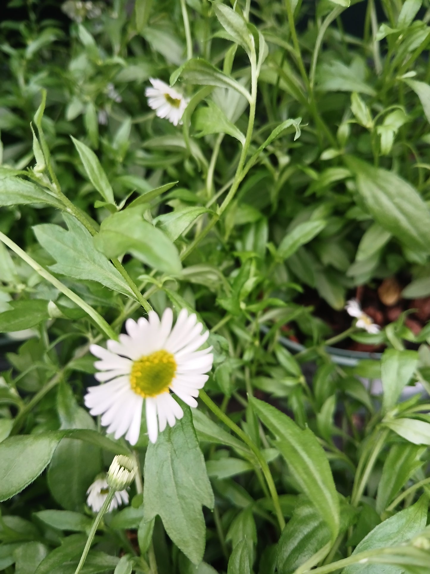 ERIGERON karvinskianus / 2 Litre