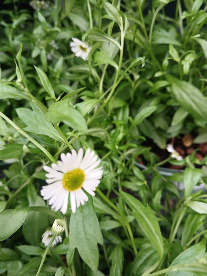 ERIGERON karvinskianus / 2 Litre
