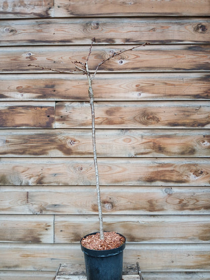 Prunus in 6 varieties / P19 (3 Ltr)