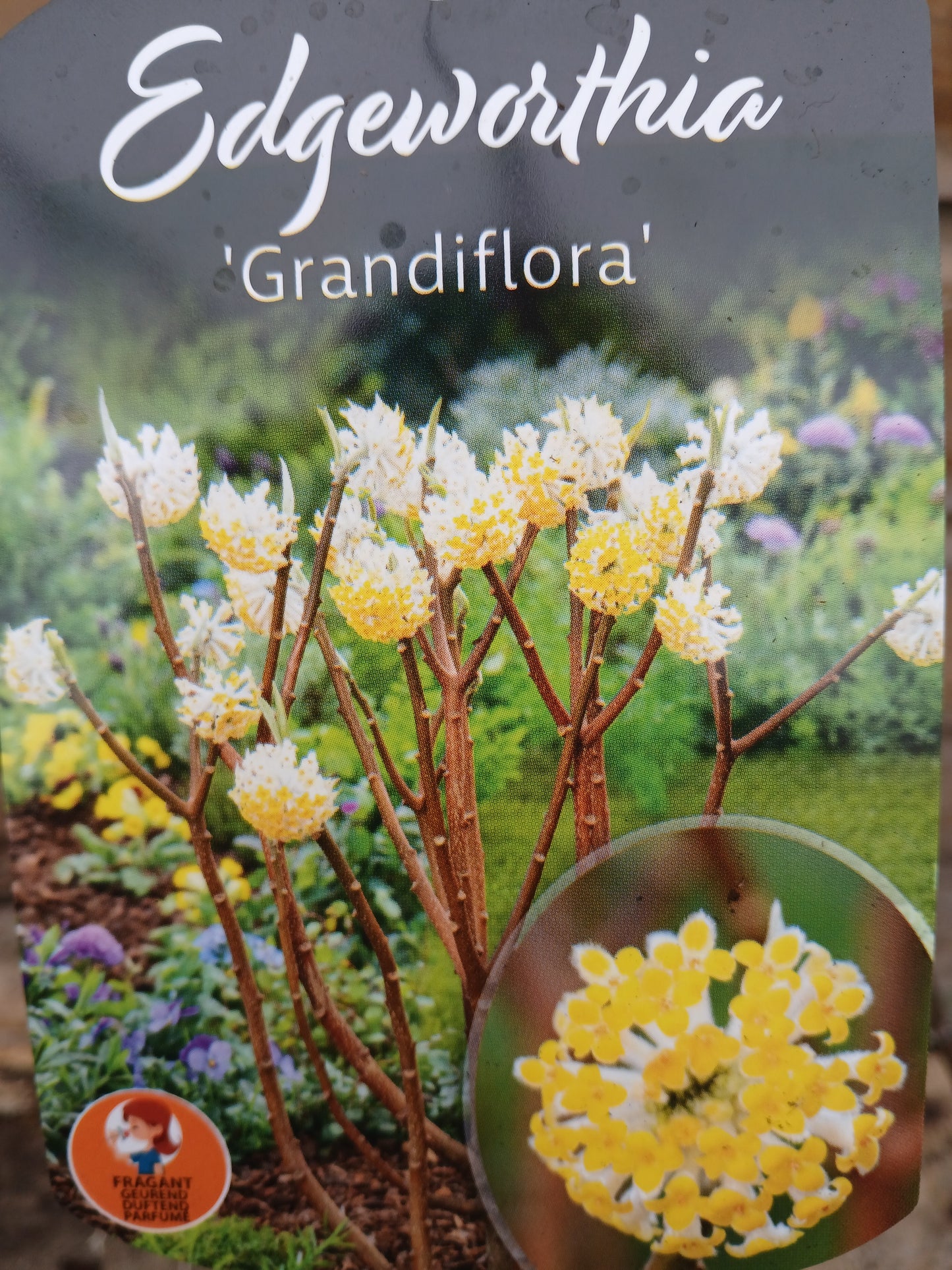 Edgeworthia chrysantha Grandiflora / P23 (5 Ltr)