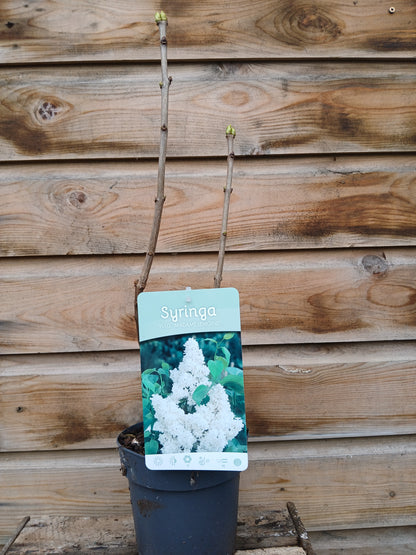 Syringa Vulgaris Mix / P15 - 45cm
