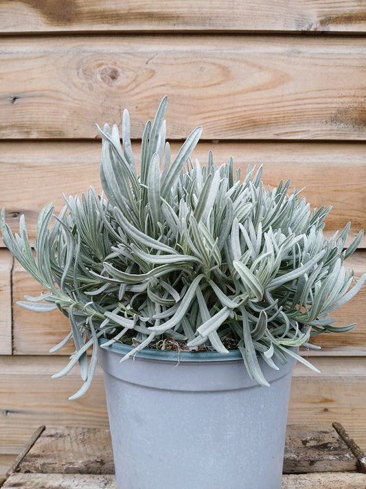 Lavandula angustifolia / 3L / 19Cm