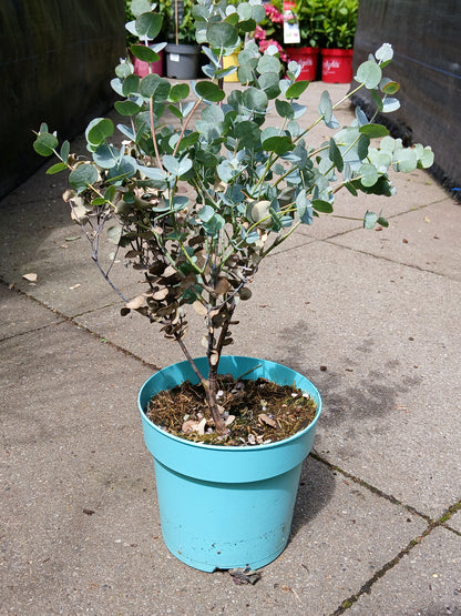 Eucalyptus gunnii 'Azura' (PBR) / P15-STRUIK