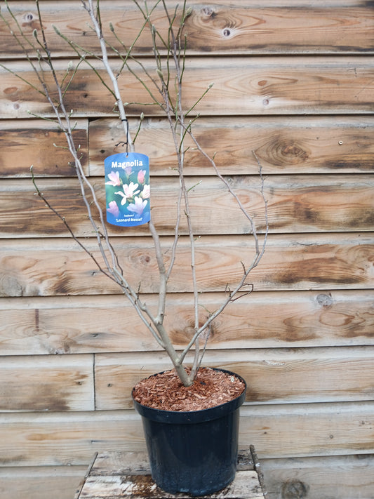 Magnolia leonard Messel / 5L / 23Cm