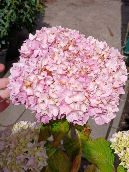 Hydrangea m. 'Alpenglühen' / 30-40 cm C10
