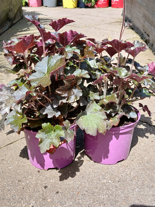 Heuchera m. 'Palace Purple' / 2L