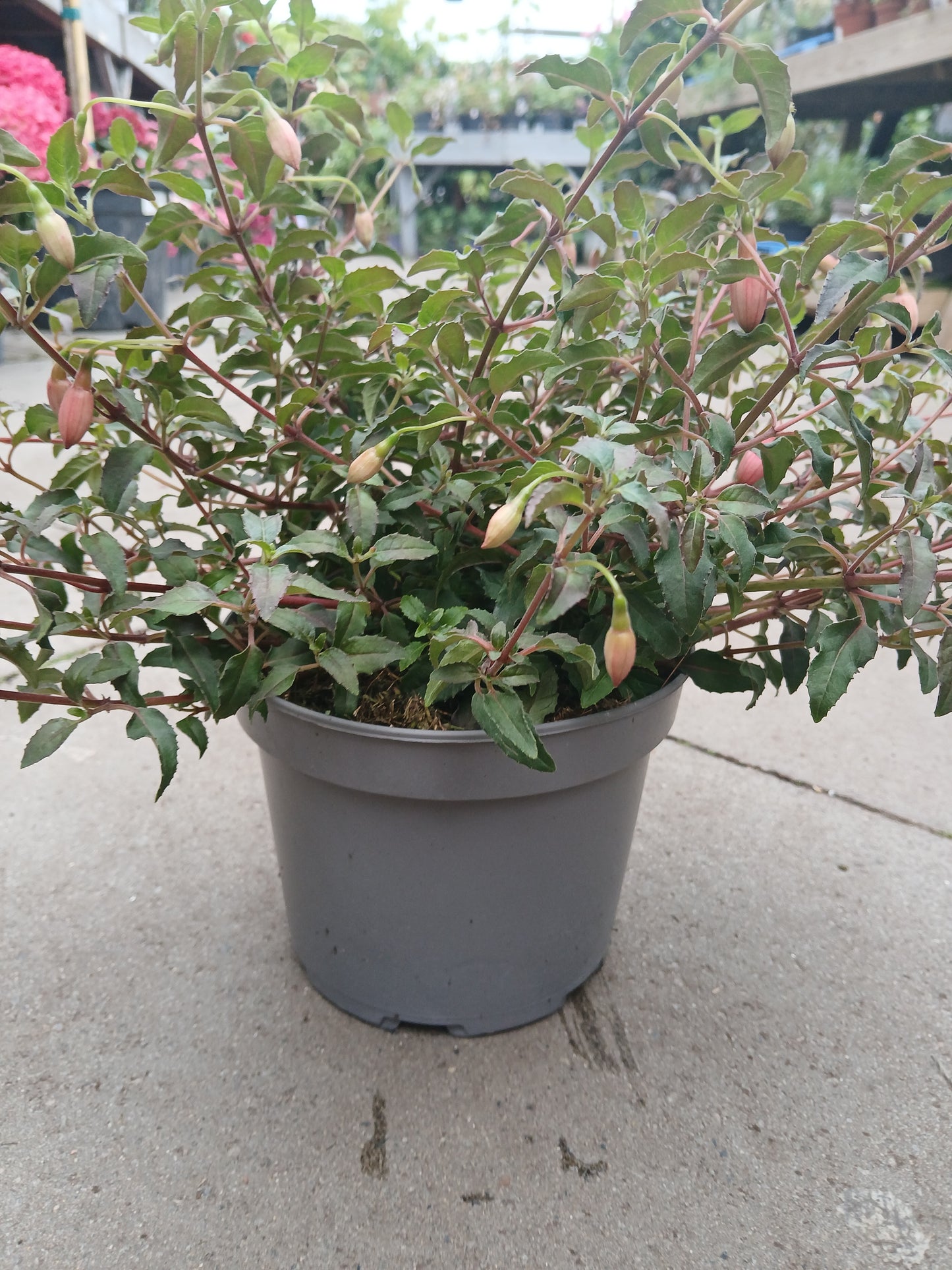 Fuchsia Alice Hoofman / 2 lt.