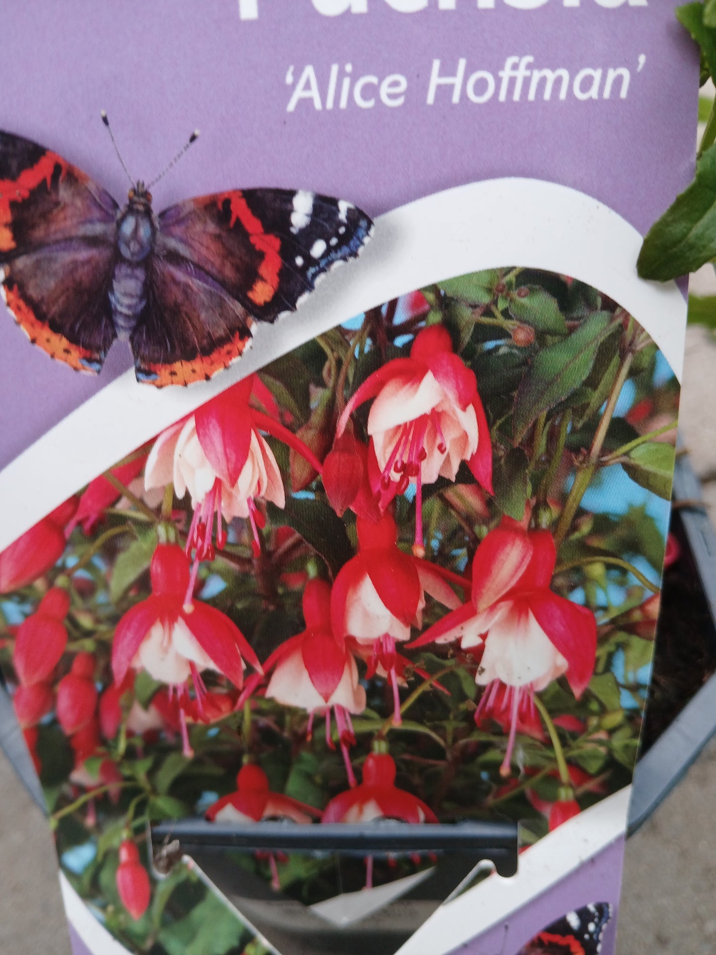 Fuchsia Hardy in varieties / P17 (2 Ltr) Square