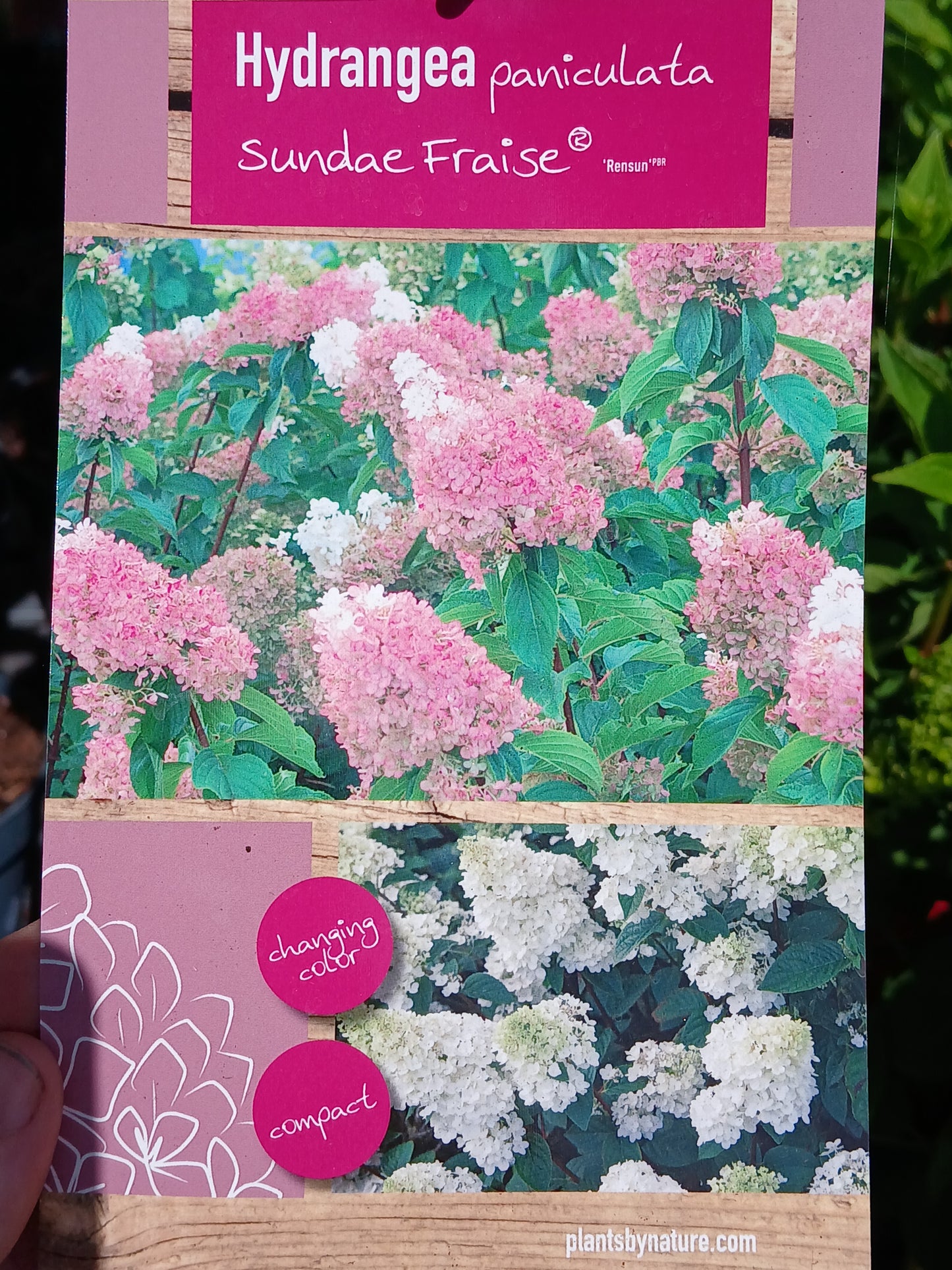 Hydrangea pan. mix / 60 CM STEM 5L
