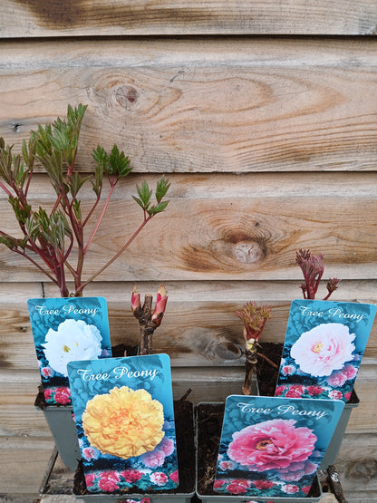 Paeonia suf. Chinese / P11