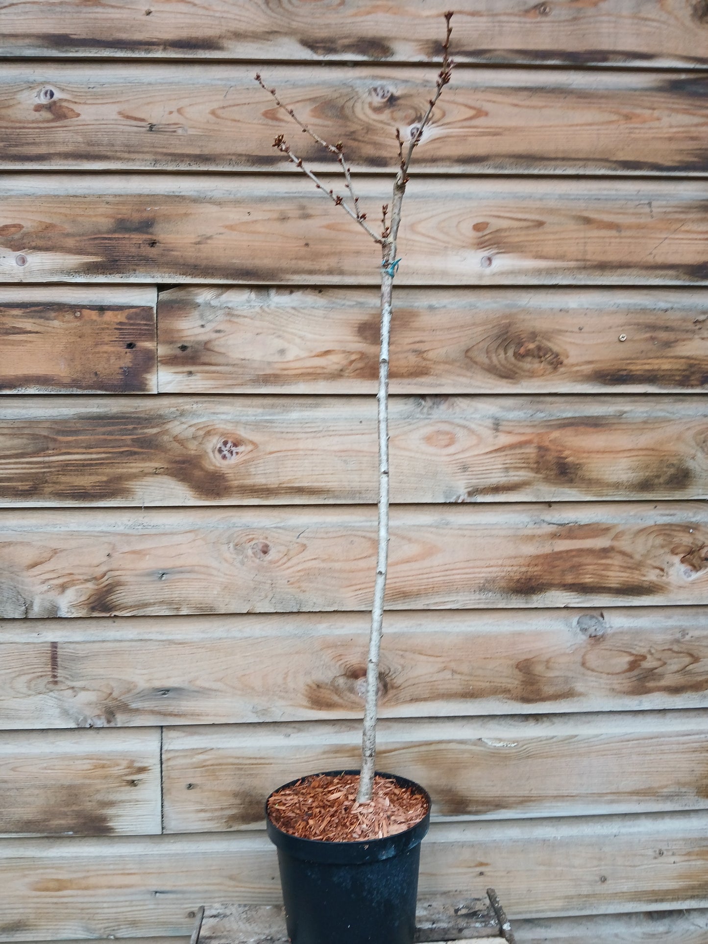 Prunus in 6 varieties / P19 (3 Ltr)