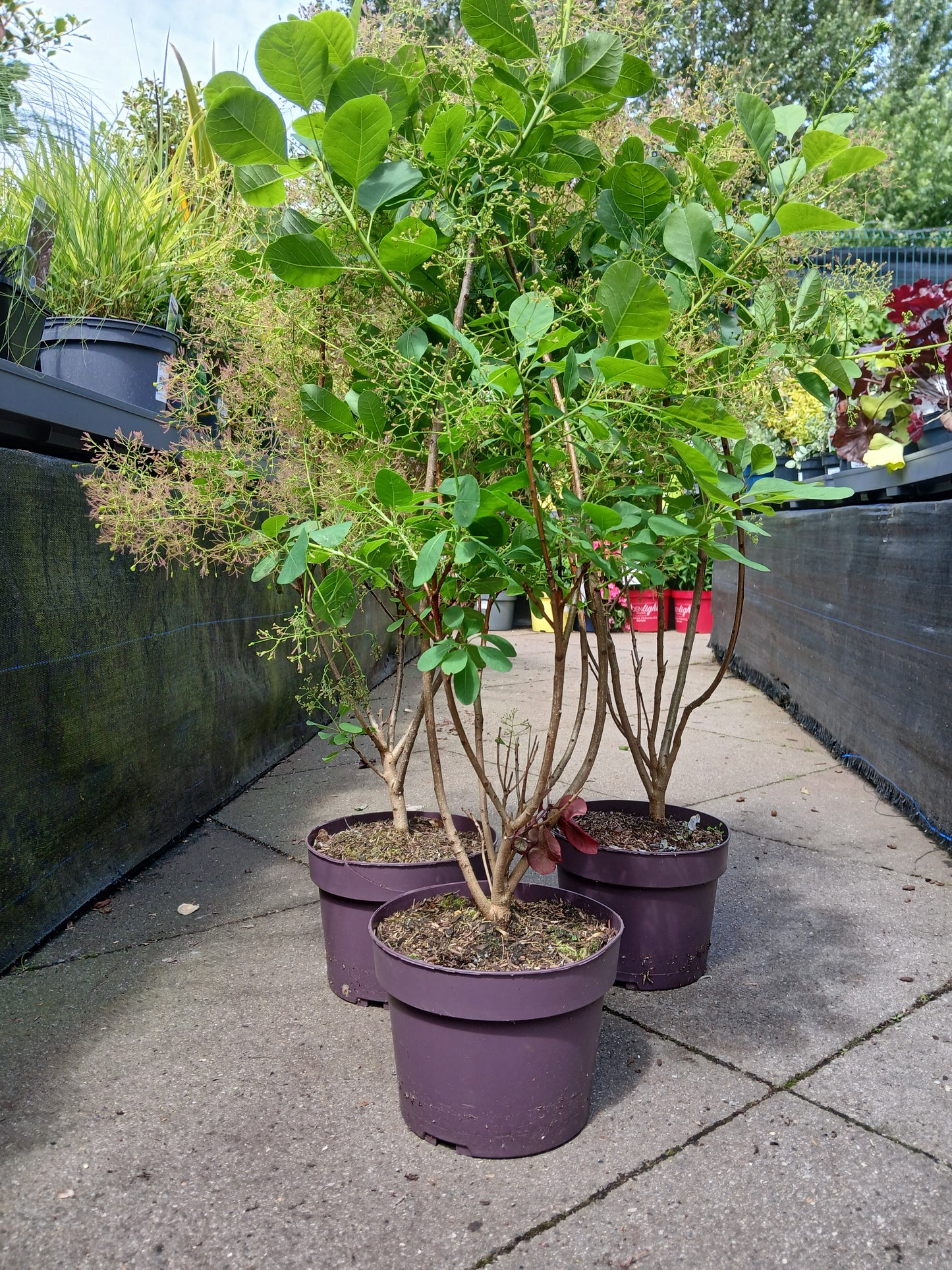 Cotinus cog. 'Young Lady' / 3.0 - Litre Container / 40-50Cm