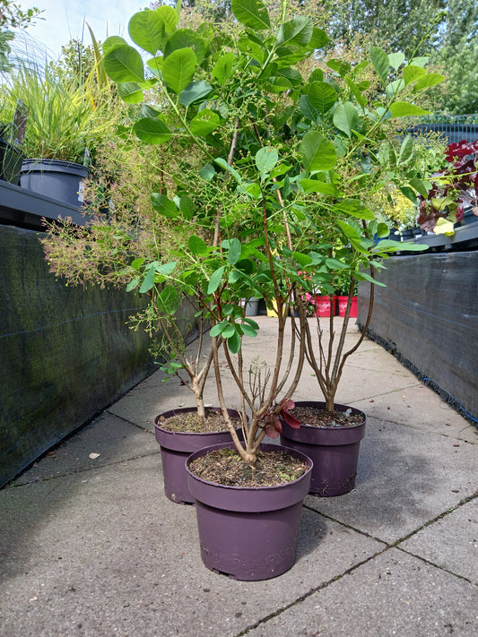 Cotinus cog. 'Young Lady' / 3.0 - Litre Container / 40-50Cm