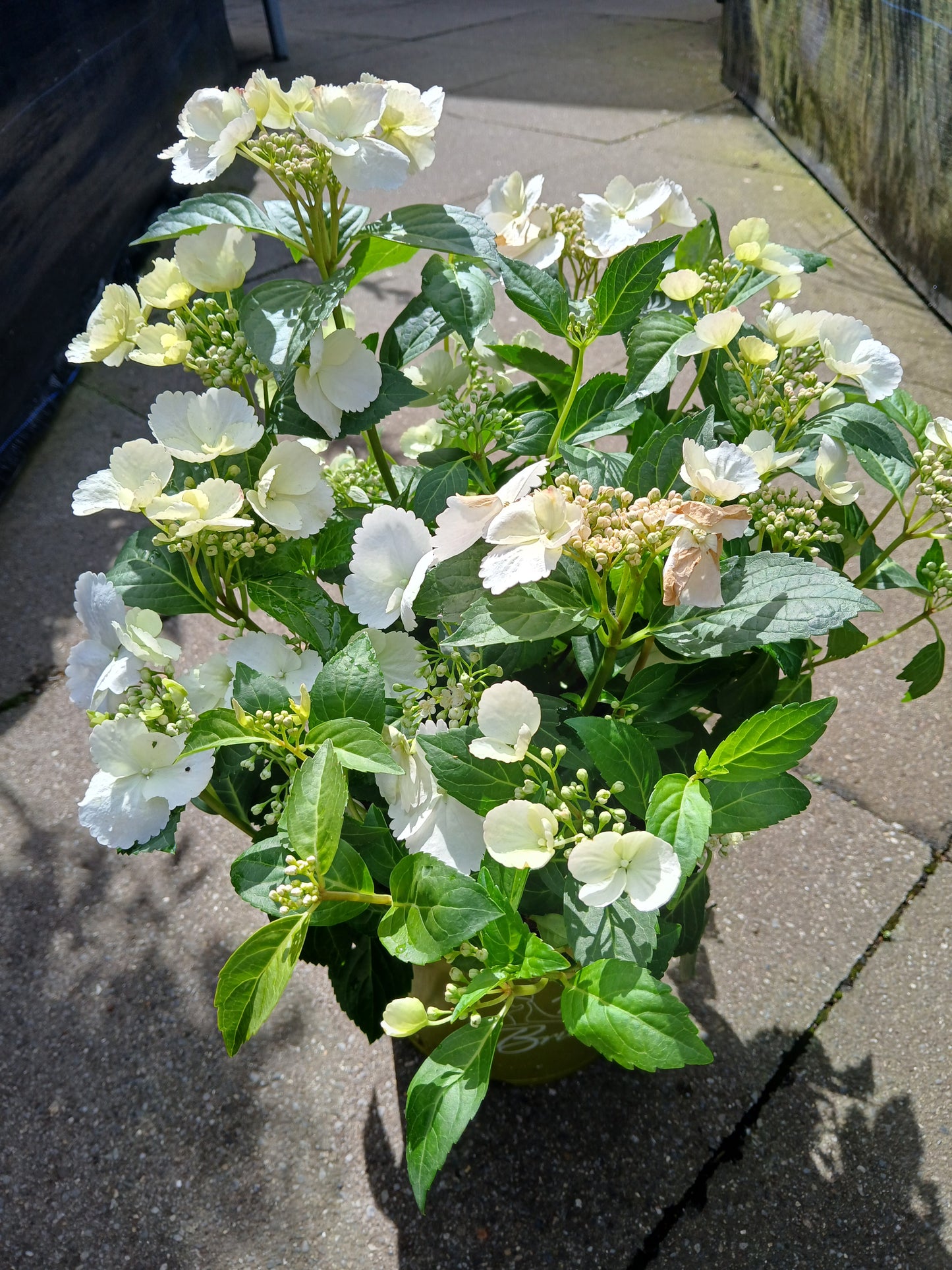 Hydrangea hybr. Runaway Bride® / P20 (3,5 Ltr)