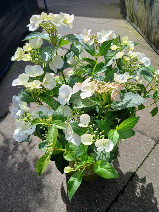 Hydrangea hybr. 'Runaway Bride®' / 3.5L / 20Cm