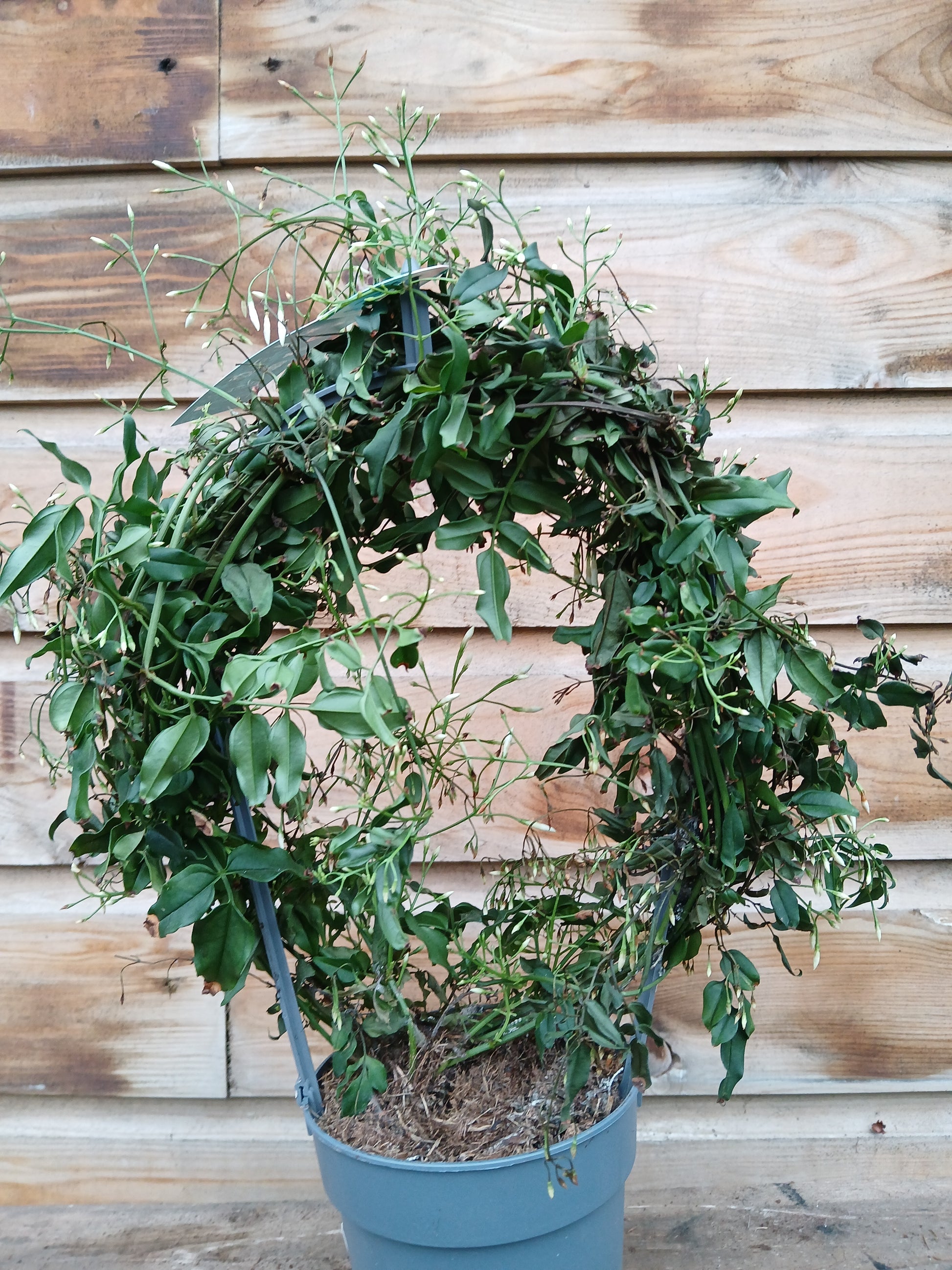 Jasminum polyanthum / P12 - hoop (200 buds)-Easy Garden Centre