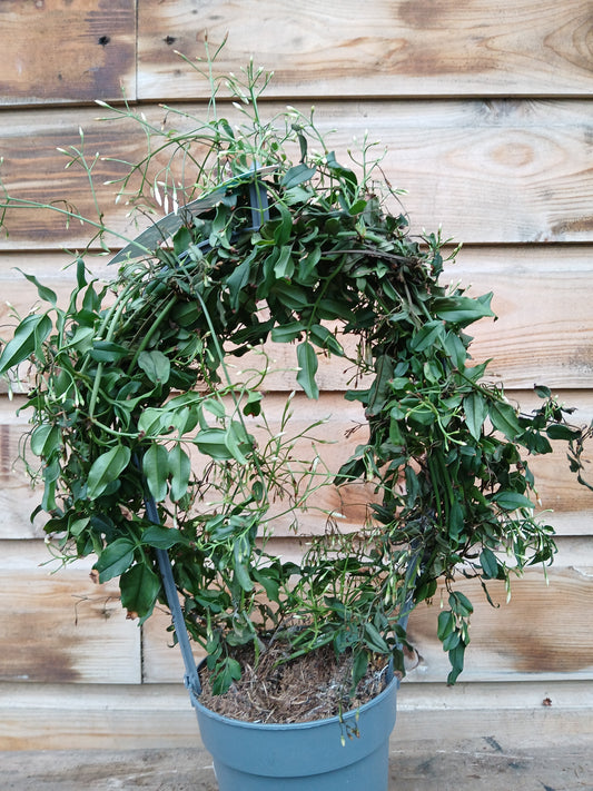 Jasminum polyanthum / P12 - hoop (200 buds)-Easy Garden Centre