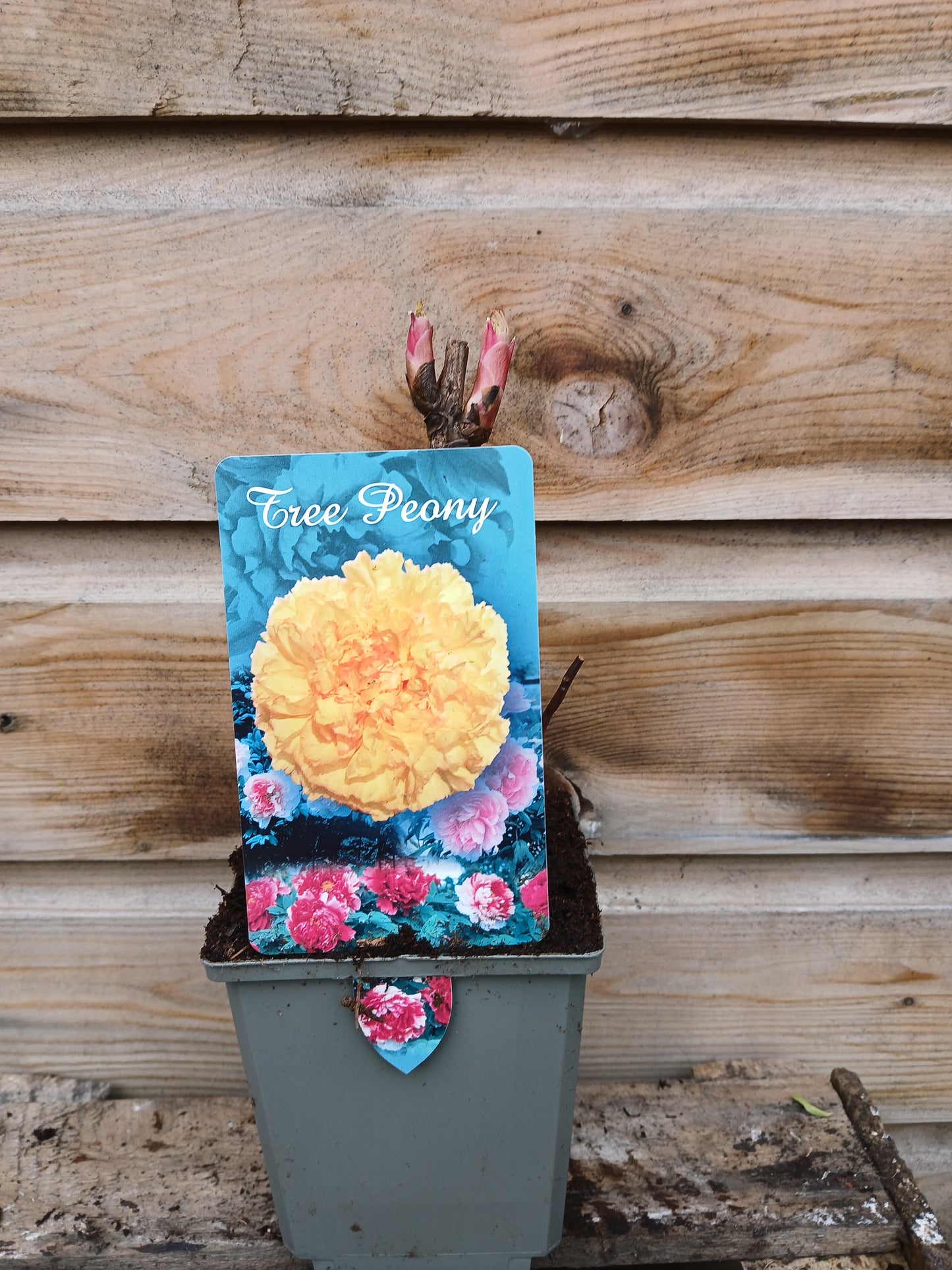 Paeonia suf. Chinese / P11