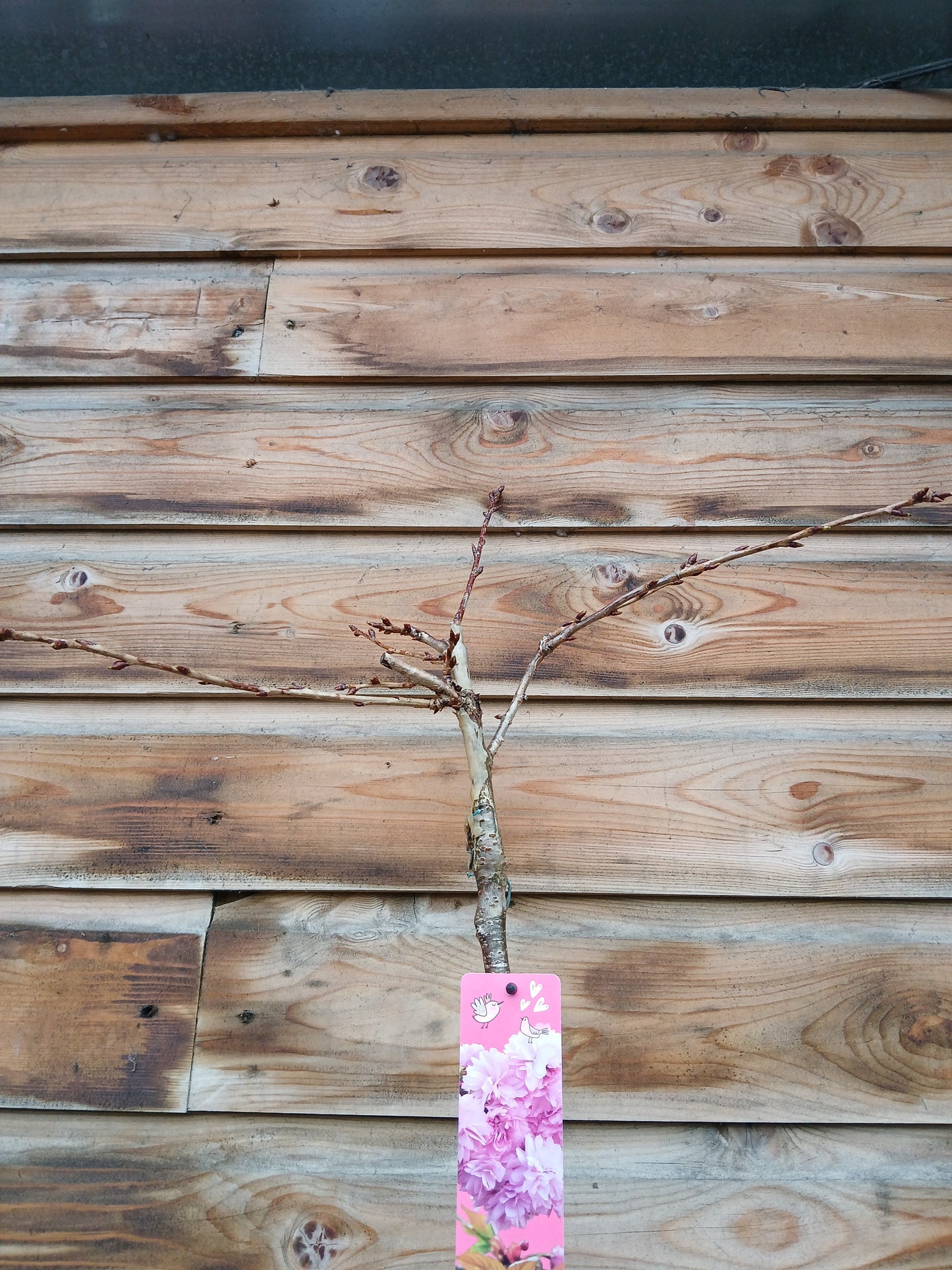 Prunus in 6 varieties / P19 (3 Ltr)