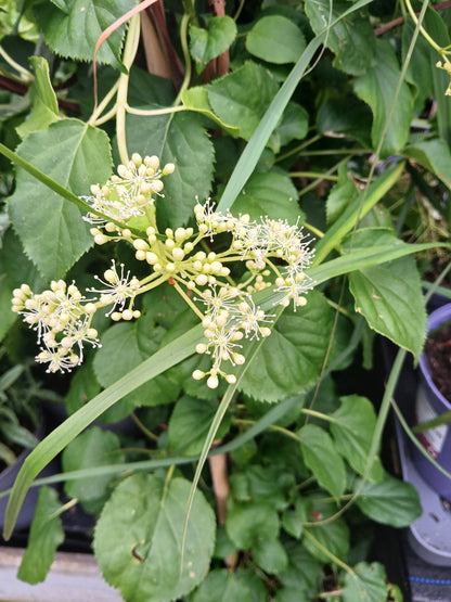Hydrangea Anomala Petiolaris / C20 - 140cm