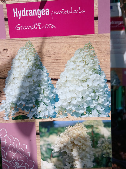 Hydrangea pan. mix / 60 CM STEM 5L