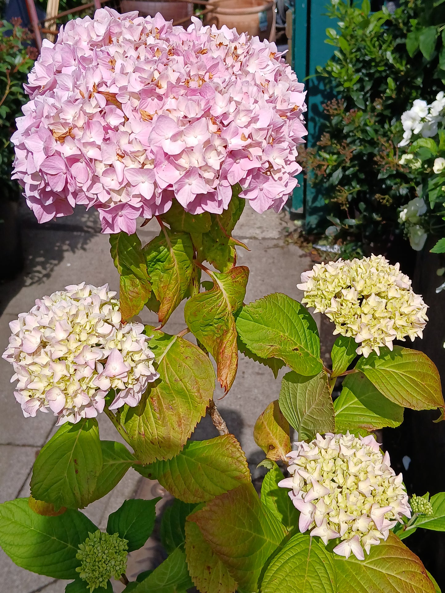 Hydrangea m. 'Alpenglühen' / 30-40 cm C10