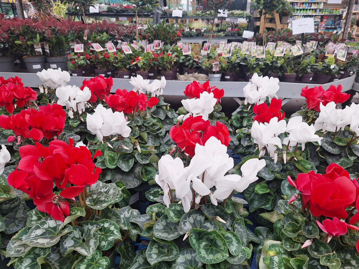 Cyclamen 'Halios' red / P17